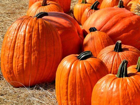 Fun Gift Ideas For This Halloween Season